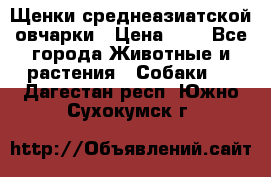 Щенки среднеазиатской овчарки › Цена ­ 1 - Все города Животные и растения » Собаки   . Дагестан респ.,Южно-Сухокумск г.